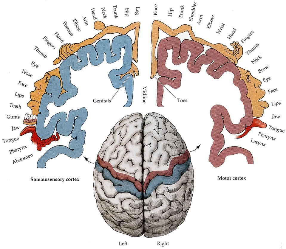 The sensory homunculus: a map of body parts represented along the somatosensory cortex